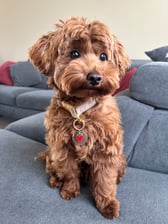 maltipoo_lio