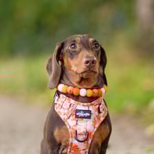 chorizotheminisausage