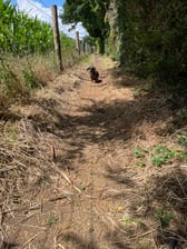 Margot.dachshund.and.me