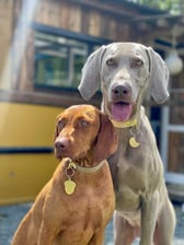 Khonsu.Weimaraner