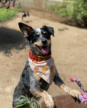 jagermeister_acd