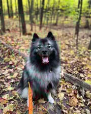 lucy_thekeeshond