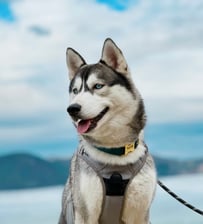 nalathehuskygirl