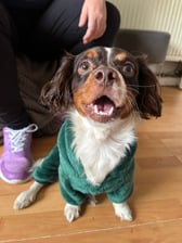 Charlieboythespaniel