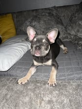 Brucee_thefrenchie