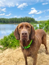 thesweetlifeof_auggie