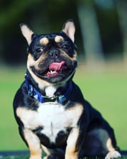 Max_lola_frenchie_love