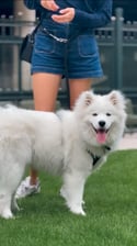 zuzuthesamoyed