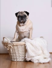 Frankthepug04
