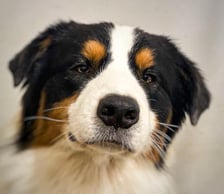 aiden_theonesearchedfor