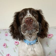 springerspanielbarney