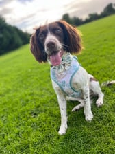 Bonnie_baby_thespringerspaniel