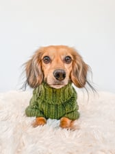 dash_thedoxie