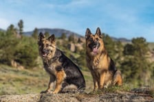 Heathercarrillo348gmail.com