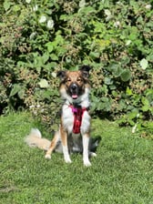 thea_theshetlandcollie