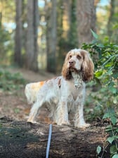 Bruno.a.cockerspaniel