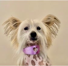 Thanos_the_hairy_hairless