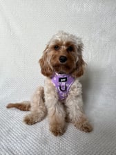 Olivethetoycavapoo