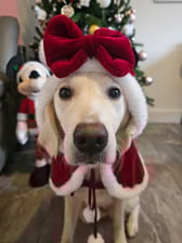 bonnie_the.golden.retriever