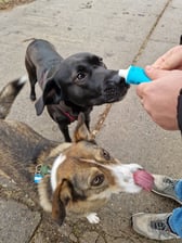 cookie_mini_labrador