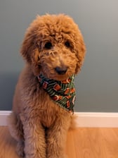 Chewiechangestheworld