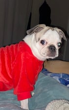 Pandapug_penelope
