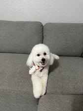 Muoithebichon