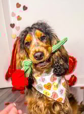 bear._thecockerspaniel