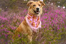 Rescuedogs_bella_charlie