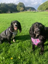 Cheekyspaniels_