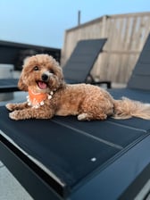 Luna.the.mini.poochon