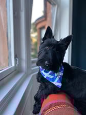 Itsmiathescottie
