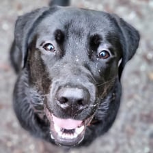 mishka_de_labrador