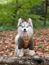 shadoww_the_pomsky