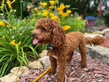 percy_the_cavapoo_pup