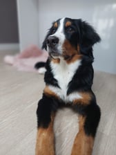 willow.big.pup