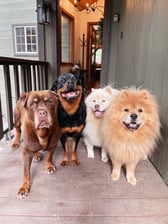 harleybear_therottie