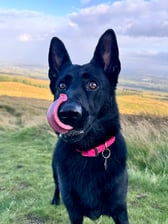 bonnie.thegermanshep