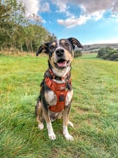 roary_the_rommie_rescue