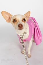 divina_luna_the_chihuahua