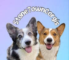 StoneTownCorgis