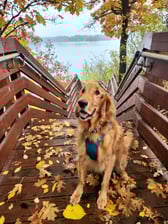 Pancake's Adventures