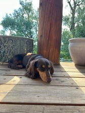 ShoelessJoeDackshund