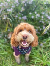 sadiecockapoo