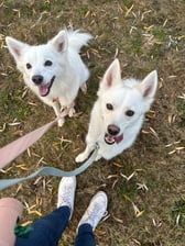 twowhitewoofs