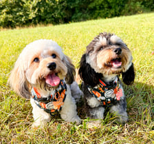 little_luna_and_poppy