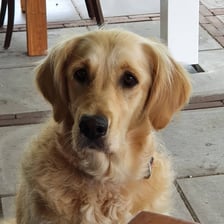 dasjagoldenretriever