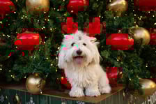 fluffy_cotondetulear