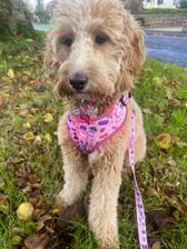 baileyirish_cockerpoo