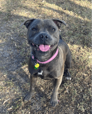 basil_bean_the_staffy